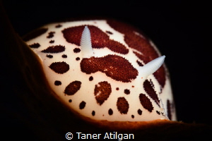 Snooted Nudi from Bodrum/Turkey by Taner Atilgan 